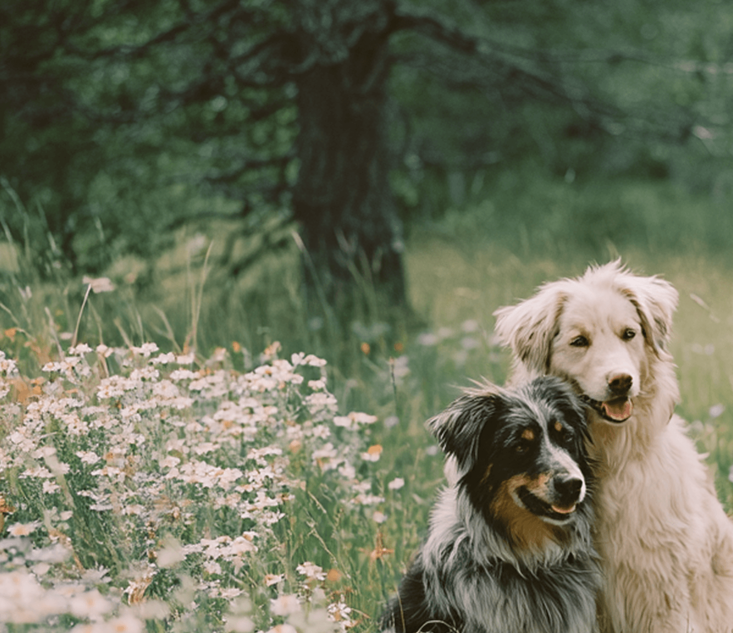 Person with their dog