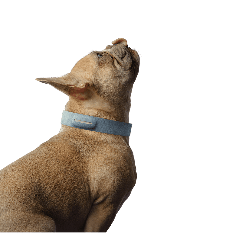 Dog wearing Sarama collar looking up